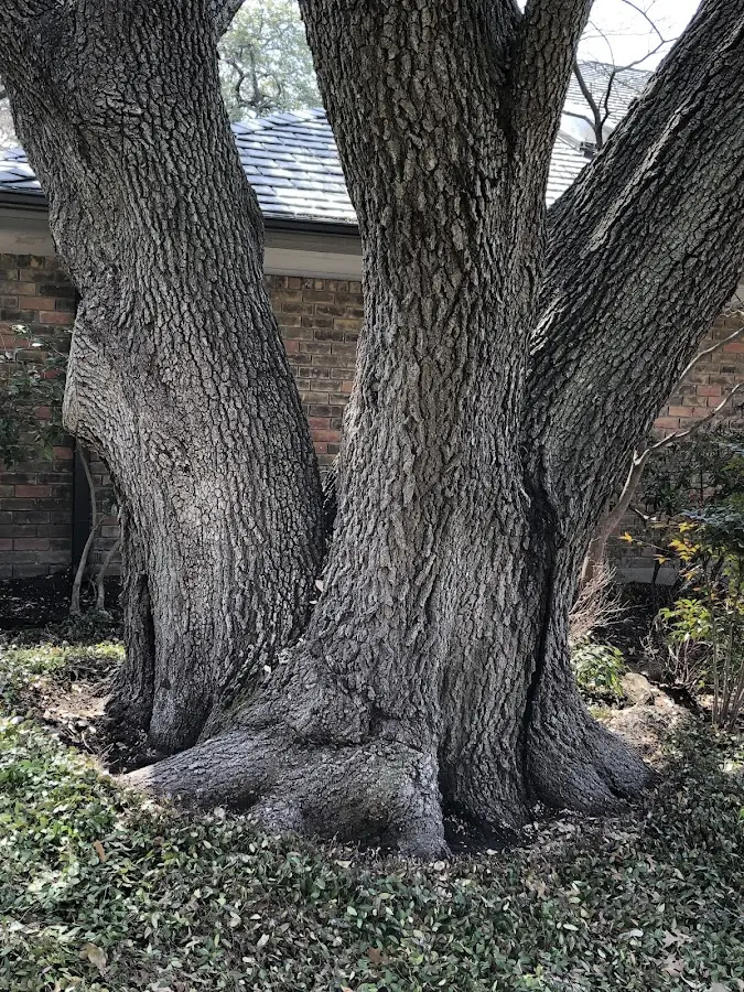 Mature heritage tree close to a Atomic City property cared for by certified arborists